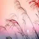 Beautiful Sunrise  screen for extension Chrome web store in OffiDocs Chromium