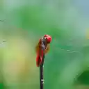 Beautiful thin winged chili dragonfly  screen for extension Chrome web store in OffiDocs Chromium