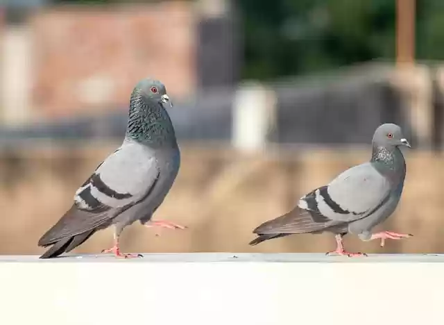 Free download beautiful wallpaper hd wallpaper free picture to be edited with GIMP free online image editor