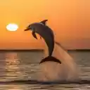 Beautiful whale wallpaper  screen for extension Chrome web store in OffiDocs Chromium