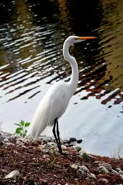 Unduh gratis Audubon Burung Putih Cantik - foto atau gambar gratis untuk diedit dengan editor gambar online GIMP