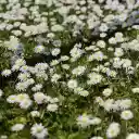 Beautiful white chrysanthemum field  screen for extension Chrome web store in OffiDocs Chromium