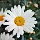 Beautiful white flower  screen for extension Chrome web store in OffiDocs Chromium