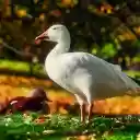 Beautiful white geese  screen for extension Chrome web store in OffiDocs Chromium