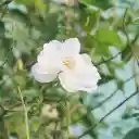 Beautiful white rose  screen for extension Chrome web store in OffiDocs Chromium