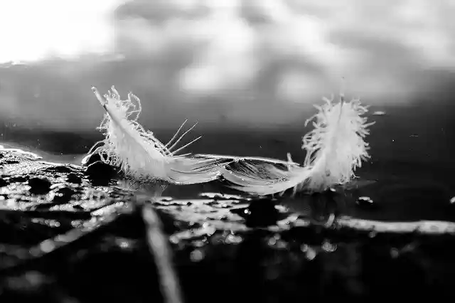 Free download Beauty Nature Feathers -  free photo or picture to be edited with GIMP online image editor