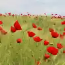 Bed of Red Petaled Flowers  screen for extension Chrome web store in OffiDocs Chromium