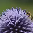 Bee and flower  screen for extension Chrome web store in OffiDocs Chromium