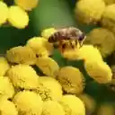 Bee and Flower Theme  screen for extension Chrome web store in OffiDocs Chromium