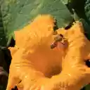 Bee and Pollen  screen for extension Chrome web store in OffiDocs Chromium