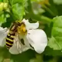 Bee and white flower  screen for extension Chrome web store in OffiDocs Chromium