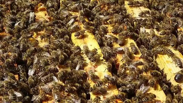 Téléchargement gratuit Bee Bees Beehive - photo ou image gratuite à éditer avec l'éditeur d'images en ligne GIMP