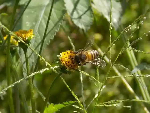 Free download Bee Blackjack Black Jack Worker -  free photo or picture to be edited with GIMP online image editor