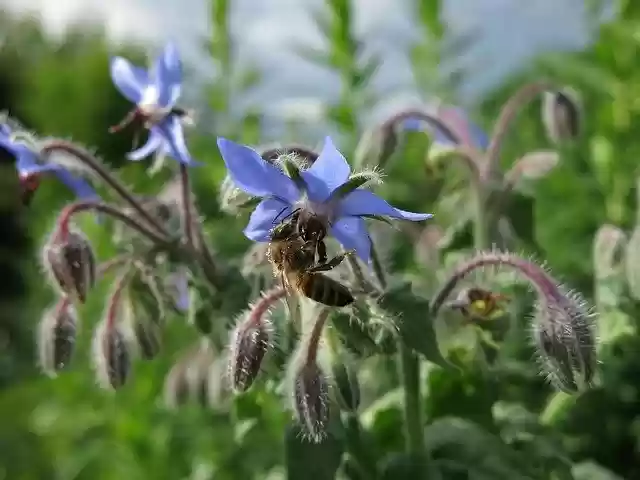 Téléchargement gratuit d'herbe de concombre de bourrache d'abeille - photo ou image gratuite à éditer avec l'éditeur d'images en ligne GIMP
