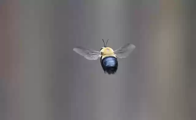 Free download Bee Borer Carpenter -  free photo or picture to be edited with GIMP online image editor