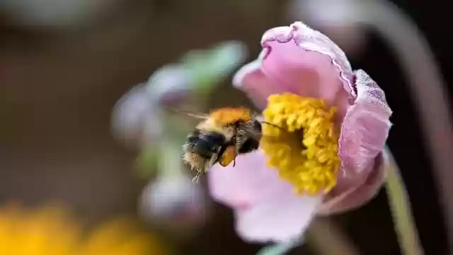 Free download bee bumblebee flower insect flying free picture to be edited with GIMP free online image editor