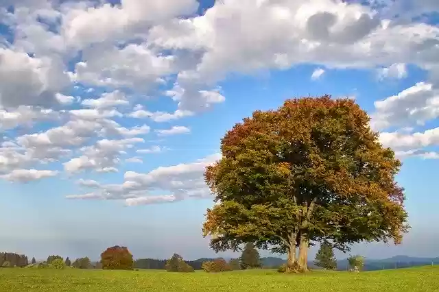 Free download Beech Tree Autumn Deciduous -  free photo or picture to be edited with GIMP online image editor