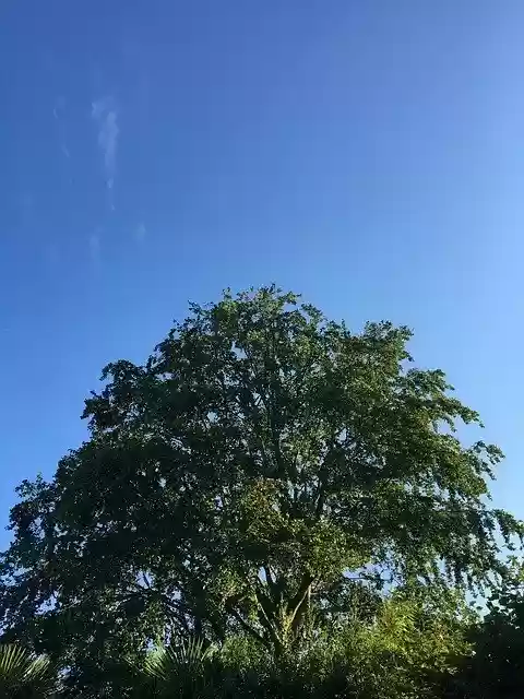 Free download Beech Tree Trees -  free free photo or picture to be edited with GIMP online image editor