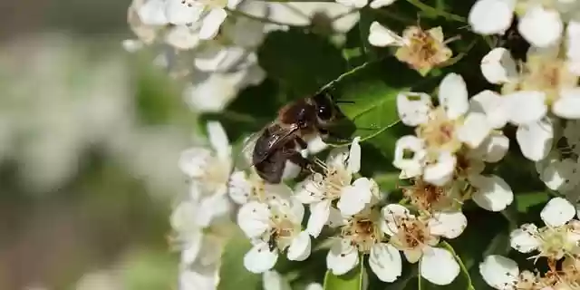 Free download bee cotoneaster pollination free picture to be edited with GIMP free online image editor