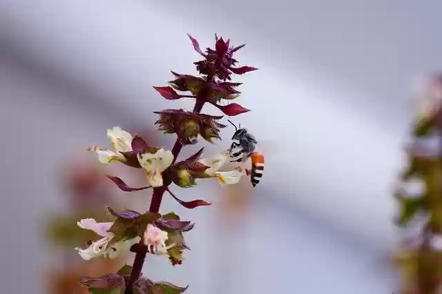 Free download Bee Drinking -  free photo or picture to be edited with GIMP online image editor