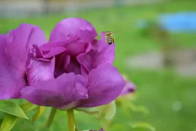 Free download Bee Flores Flower -  free photo or picture to be edited with GIMP online image editor