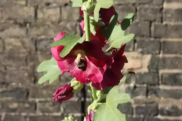 Free download Bee Flower -  free photo or picture to be edited with GIMP online image editor