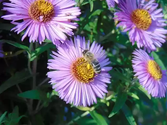 Gratis download Bee Flower Blossom - gratis foto of afbeelding die kan worden bewerkt met de online GIMP-afbeeldingseditor