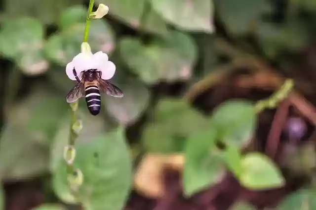 Free download bee flower nectar pollen insect free picture to be edited with GIMP free online image editor