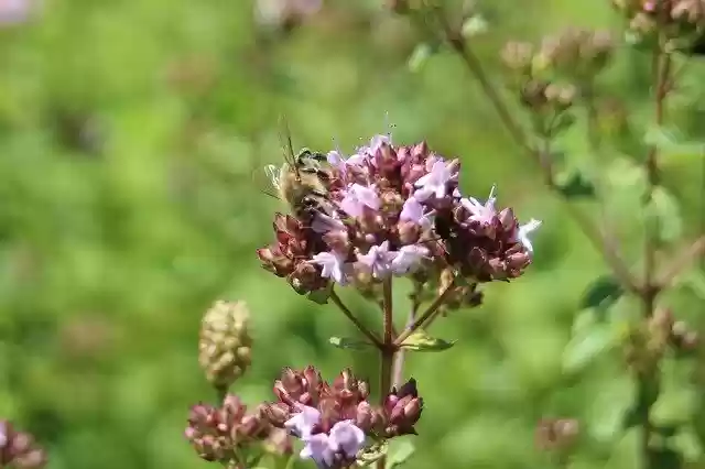 Free download Bee Honeybee Bees -  free free photo or picture to be edited with GIMP online image editor