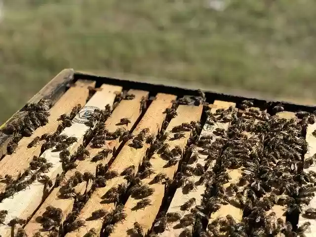 Free download Bee Honey Hive -  free photo or picture to be edited with GIMP online image editor