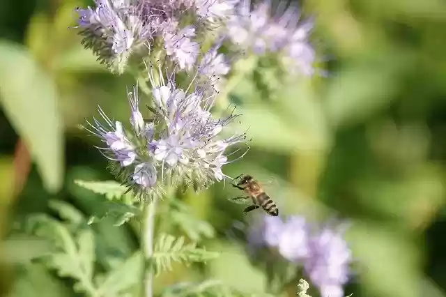 Free download Bee In Bug Honey -  free photo or picture to be edited with GIMP online image editor