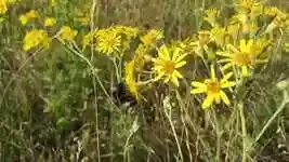 Free download Bee Insect -  free video to be edited with OpenShot online video editor