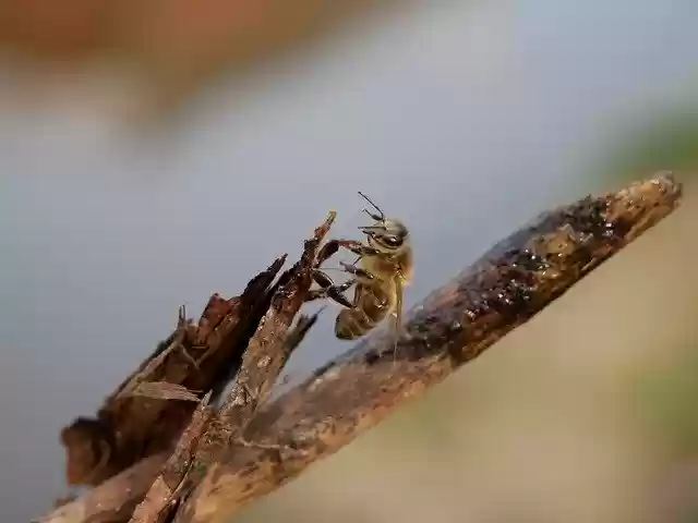 Free download Bee Insect Wasp -  free photo or picture to be edited with GIMP online image editor