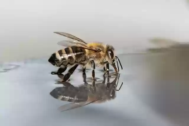 Free download bee insect water reflection free picture to be edited with GIMP free online image editor