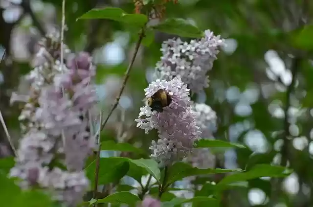 Free download Bee Nature Lilac -  free photo or picture to be edited with GIMP online image editor