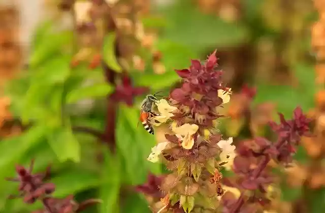 Free download Bee Nectar -  free photo or picture to be edited with GIMP online image editor