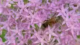 Free download Bee Nectar Insect -  free video to be edited with OpenShot online video editor