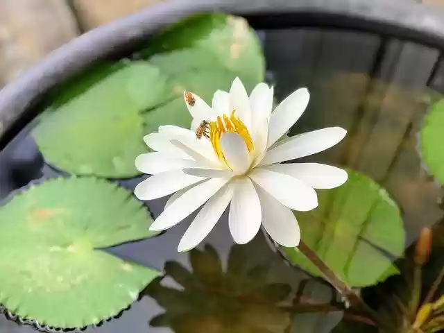 Free download Bee Nymphaea Alba White -  free photo or picture to be edited with GIMP online image editor