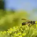 Bee on small yellow flower  screen for extension Chrome web store in OffiDocs Chromium