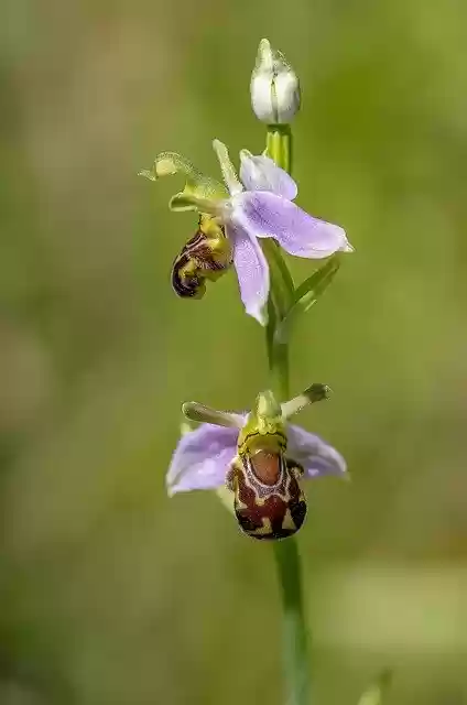 Free download Bee Orchid Wildflower Flora -  free photo or picture to be edited with GIMP online image editor