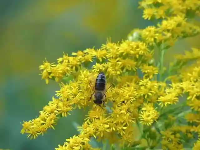 Free download Bee Plant Insect -  free photo or picture to be edited with GIMP online image editor