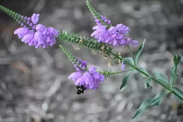 Descarga gratuita Bee Pollen Nectar - foto o imagen gratuita para editar con el editor de imágenes en línea GIMP