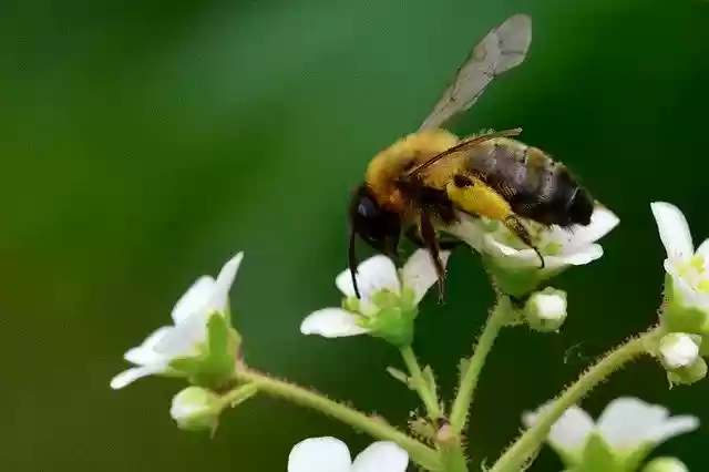 Free download Bee Pollination Garden -  free photo or picture to be edited with GIMP online image editor
