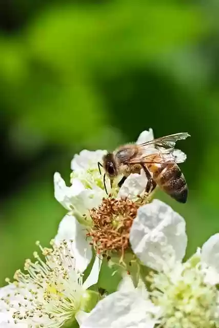 Free download bee pollination insect nature free picture to be edited with GIMP free online image editor