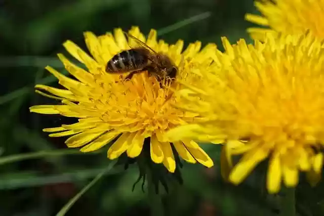Free download bee pollination nature insect free picture to be edited with GIMP free online image editor