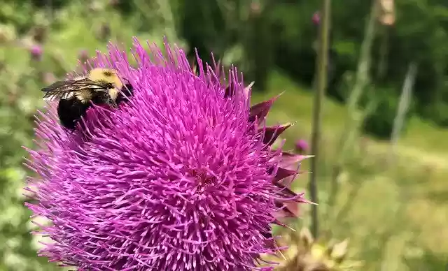 Descarga gratuita Bees Flower Insect: foto o imagen gratuita para editar con el editor de imágenes en línea GIMP