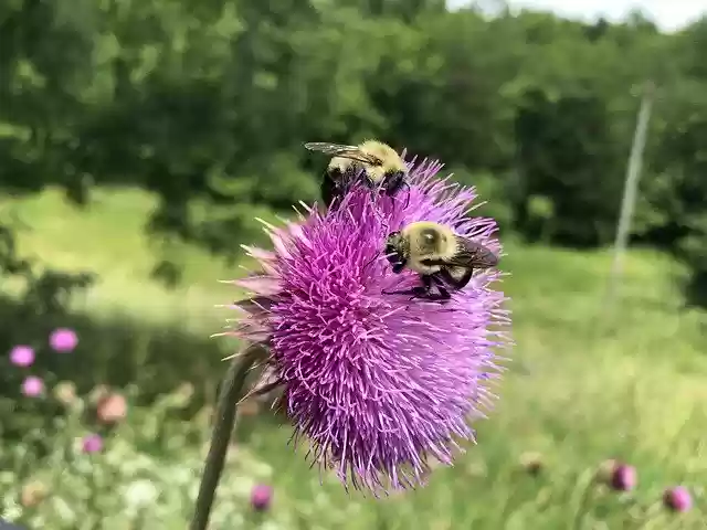 Arılar Çiçek Baharını ücretsiz indirin - GIMP çevrimiçi resim düzenleyiciyle düzenlenecek ücretsiz fotoğraf veya resim