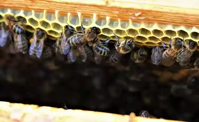 Free download Bees Hive Honey -  free photo or picture to be edited with GIMP online image editor