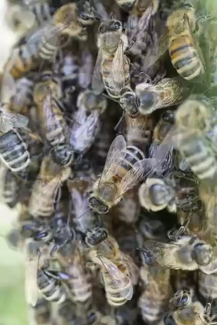Free download bees honey bees bee colony swarm free picture to be edited with GIMP free online image editor