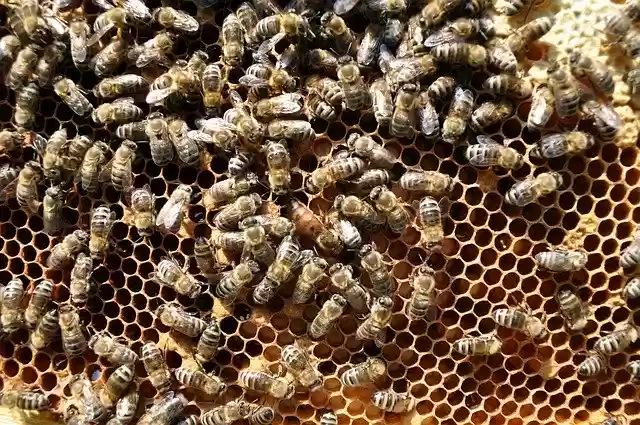 Free download Bees Honeycomb free photo template to be edited with GIMP online image editor